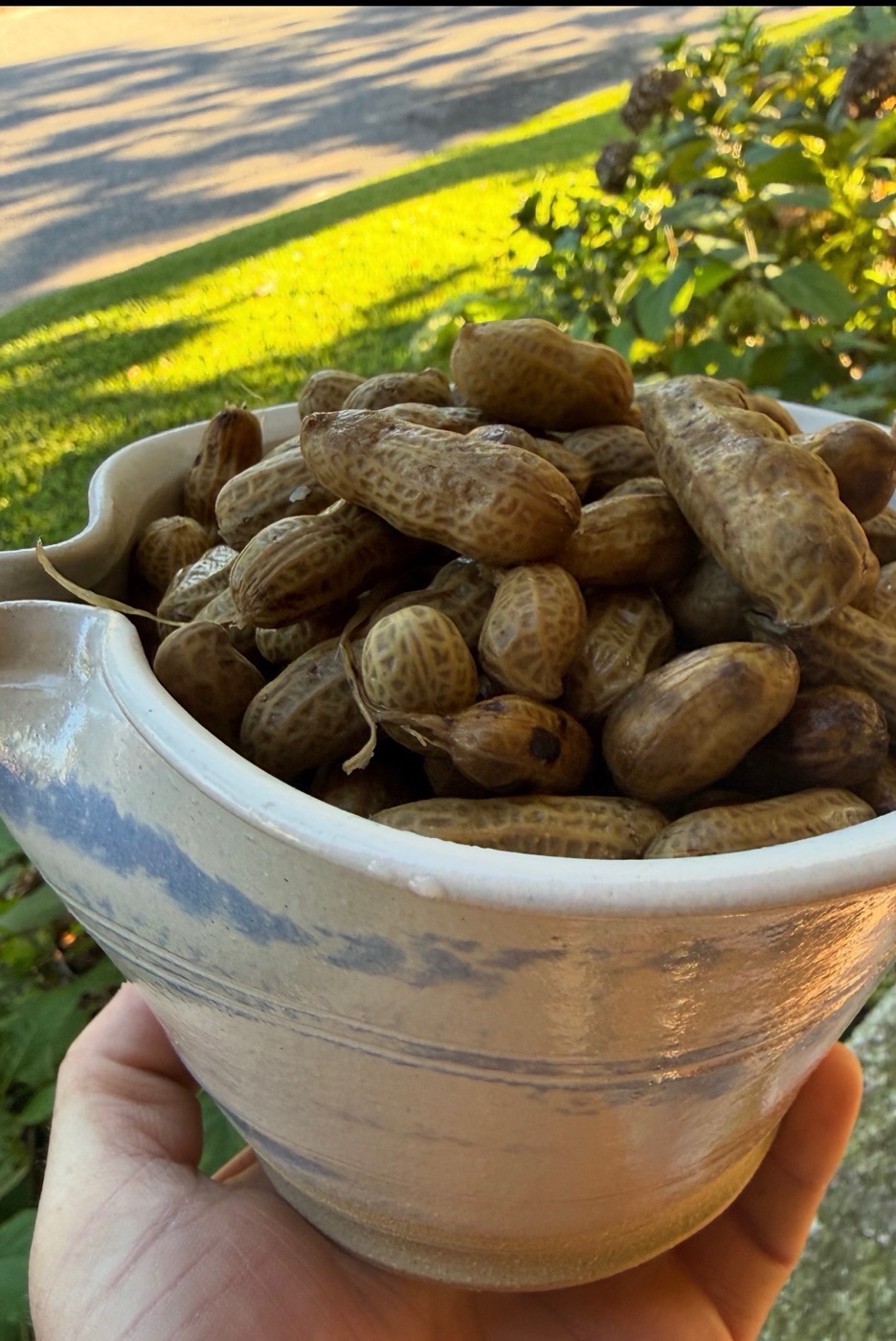 A cup filled with boiled peanuts in the warm afternoon sunshine